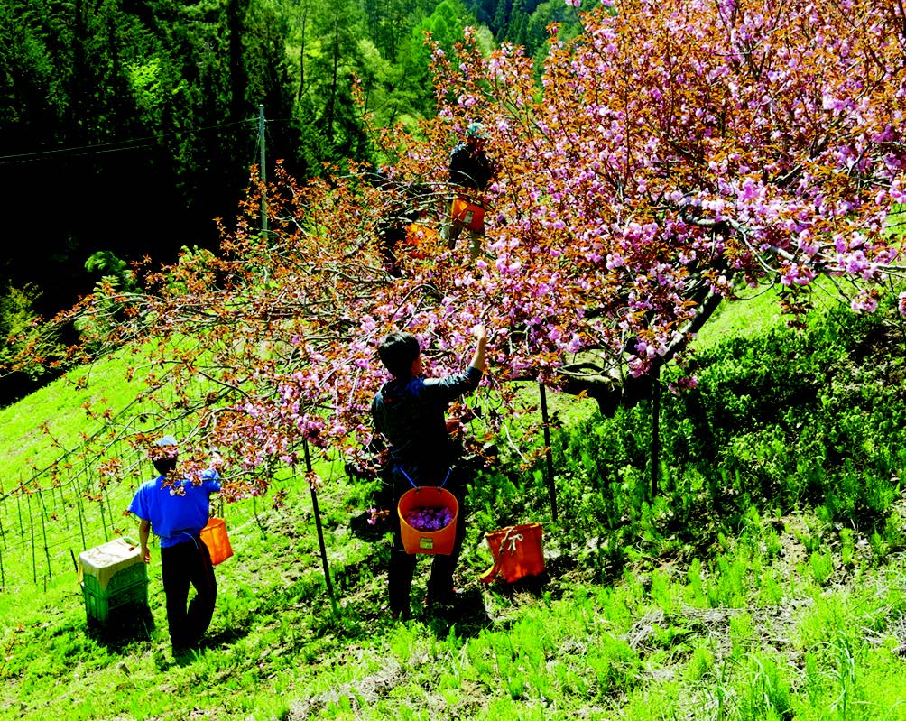 長野県松川町の関山桜の花摘み作業の様子