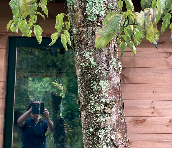 庭の山帽子の木に